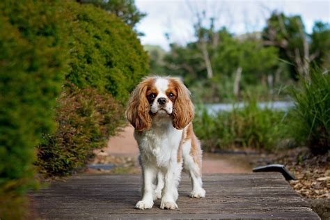 Best Cavalier King Charles Short Haircut Ideas