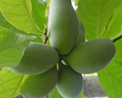 Indianerbanane Pflanzen Und Pflegen Mein Schöner Garten