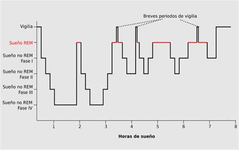 Fases Del Sue O C Mo Dormir Bien