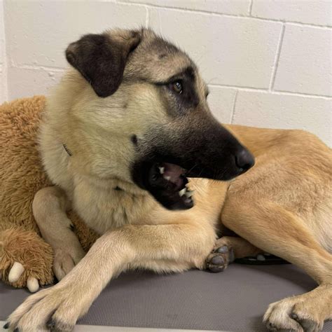 Dog for adoption - TEXAS, DALLAS; "BIRDIE", an Anatolian Shepherd in