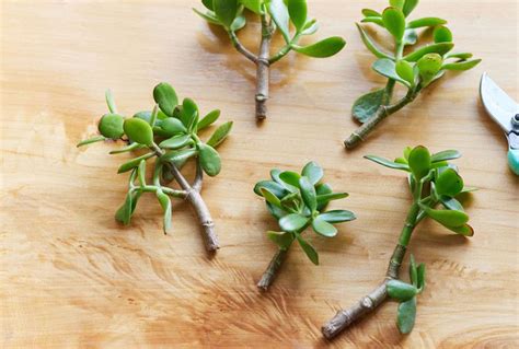 How to Propagate a Jade Plant: 3 Effective Methods