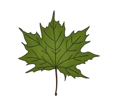 Icono De Hoja De Arce Verde De Color Vectorial Aislado Sobre Fondo