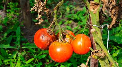 Табачная белокрылка 】Компания «БиоЗащита»