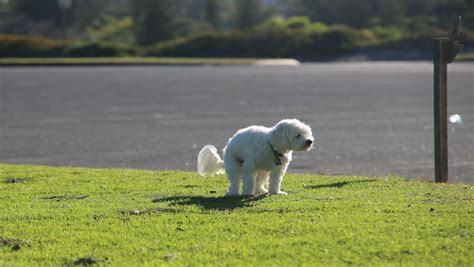 Der Hund Hat Verstopfung Was Tun Dr Sam