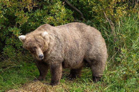fat bear week   guide   grizzly competition npr