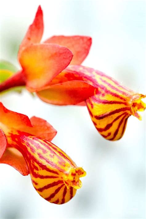 rare houseplants  didnt   wanted