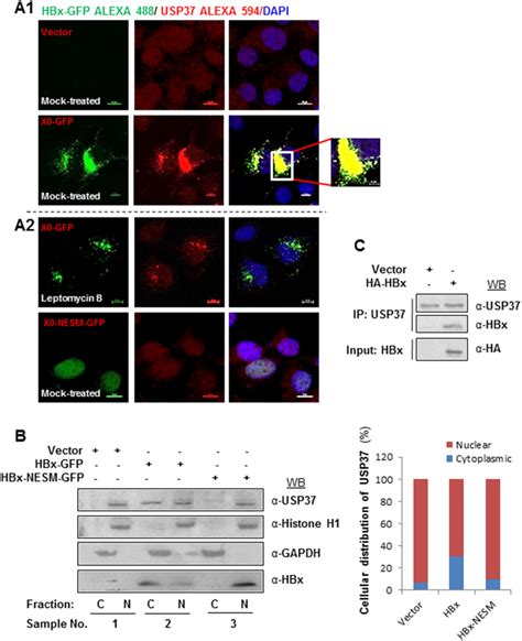 Hbx Interacts With Usp37 And Promotes Usp37 Translocation From Nucleus Download Scientific