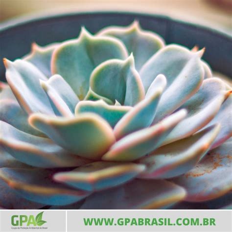 Echeveria Prolifica Como Plantar Cuidar E Mais Gpa Brasil