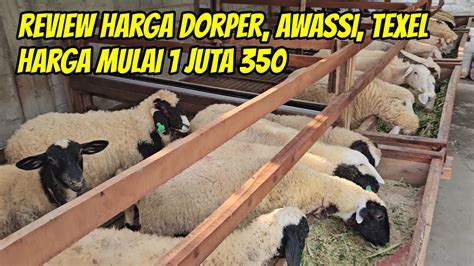 Review Harga Domba Dorper F1 Awassi F1 Merino Texel Mulai 1 Juta 350 Di Kurawa Farm Kediri