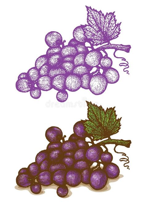 Fondo Artístico Con Las Uvas De La Acuarela Stock de ilustración