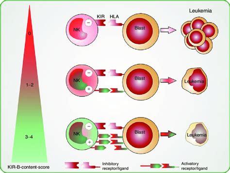 In The Setting Of Haploidentical Hsct Haplotype A Donor NK Cells Cells