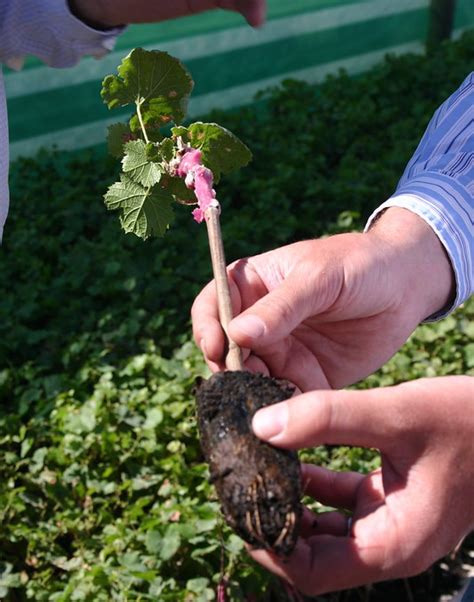 Castilla La Mancha Autoriza Planta Injertada Con Material Est Ndar Para