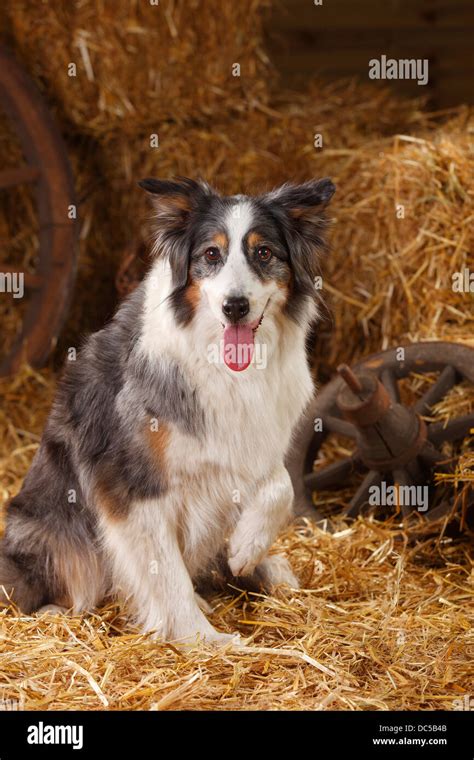 Berger Australien Femelle Blue Merle Patte De Levage Berger