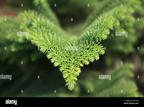 Araucaria Excelsa Hi Res Stock Photography And Images Alamy