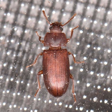 red flour beetle identification life cycle damage treatment faqs