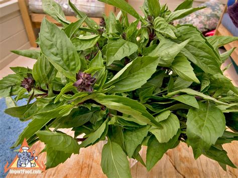 Thai Holy Basil