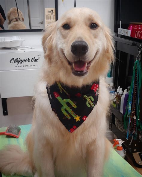 Dog Groomer Fountain Valley at Andre Crozier blog
