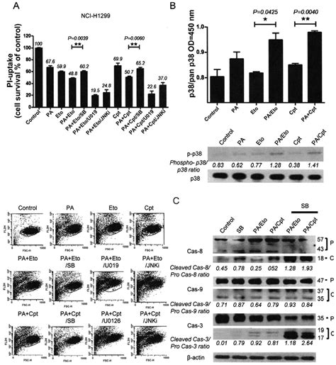 Apoptotic cell death induced by the combination of PA and TOP ... 