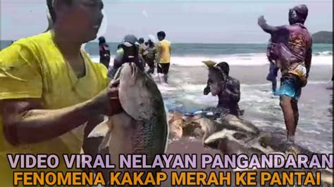 Fenomena Ikan Ke Pesisir Pantai Nelayan Pangandaran Panen Ikan Kakap