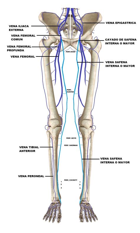 Anatomia Vascular Membro Inferior - BRAINCP