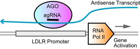 Activation Of Ldl Receptor Expression By Small Rnas Complementary To A