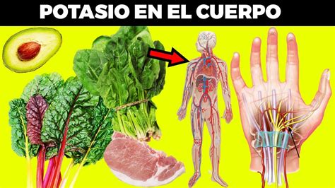 ¿por Qué El Cuerpo Necesita Potasio El Electrólito Más Importante