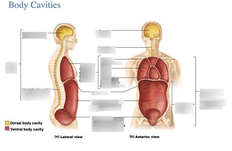 Body Cavities Diagram Quizlet