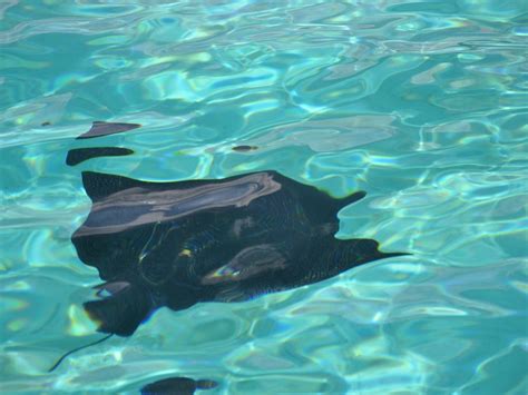 Bora Bora Photo Lagoon 2025 All You Need To Know Before You Go