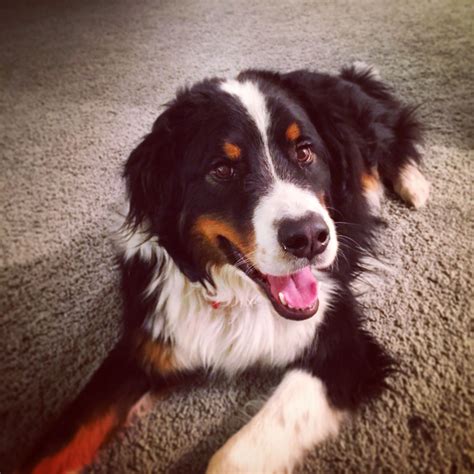 Bernese Border Collie Mix - MICXEP