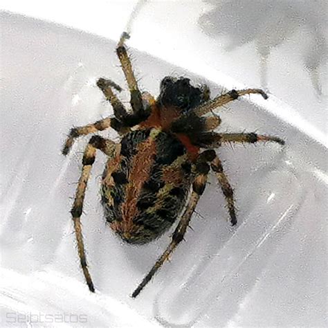 Aranha Tecedeira é Venenosa - 9