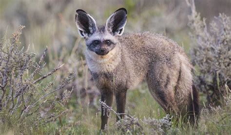 bat eared fox facts distribution population biodb