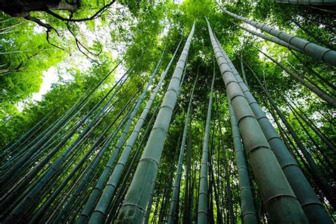 Бамбук интересные факты кратко