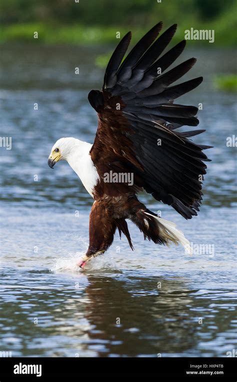 African Fish Eagle Haliaeetus Vocifer Flying With Talons In Water