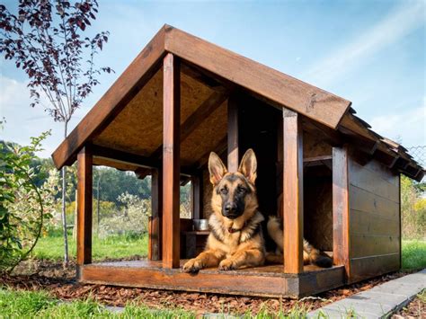 Transforming A Dog House Shed Into A Pet Oasis In 2023