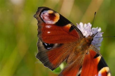 Butterfly Flower Pollination Free Photo On Pixabay Pixabay