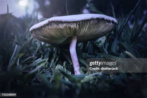 Toadstools In Lawn Photos And Premium High Res Pictures Getty Images