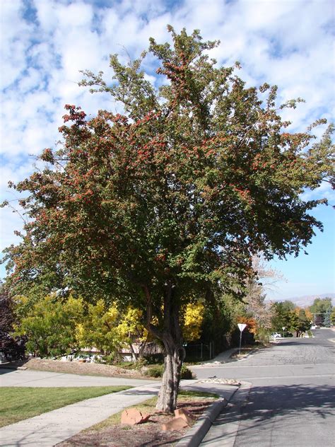 New Utah Gardener: Hawthorn - Small Waterwise Tree For Utah Landscapes