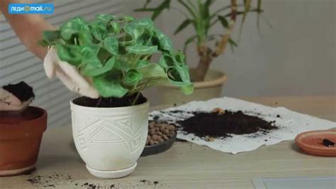 Как пересаживать комнатные растения - YouTube