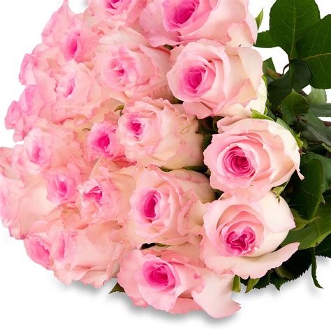 Mandala Soft Pink Roses The Rosarium Premium Flower Delivery