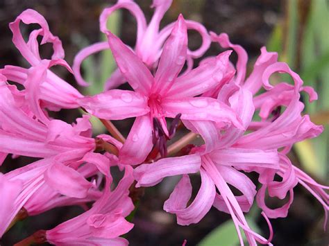 Fleuriste en herbe: Nerine