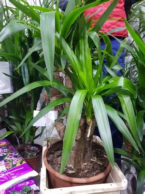 Юкка разновидности фото - 78 картинок