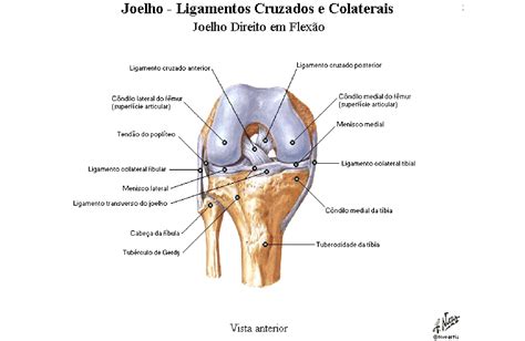 Joelho Ligamentos Anatomia Papel E Caneta