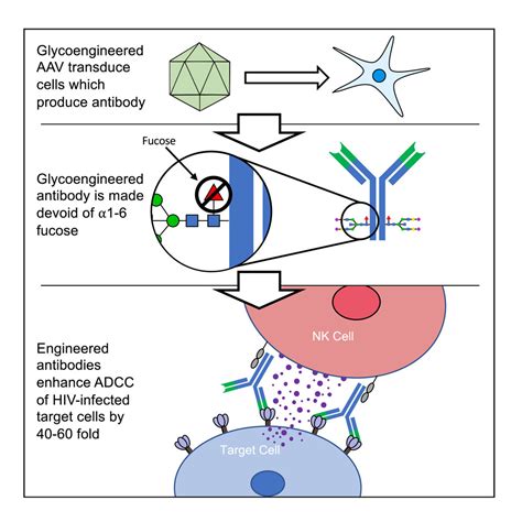 Glycoengineering Of Aav Delivered Monoclonal Antibodies Yields