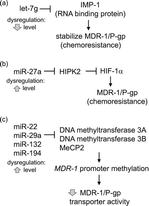 Indirect Regulatory Mechanisms Of MDR 1 P Gp By MiRNAs A Let 7 G