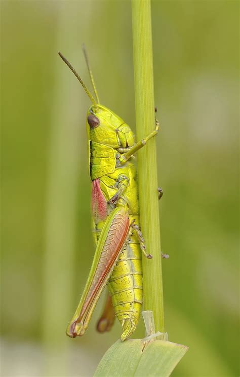 Royalty-Free photo: Green locust perched on green stem closeup photography | PickPik