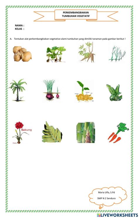 Gambar Tumbuhan Vegetatif Alami Artofit