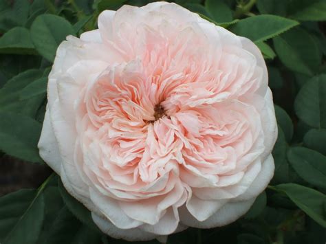 Роза Клер Фото И Описание – Telegraph