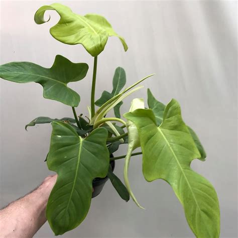 Philodendron Golden Violin Large Various Plants Nelumbogarden