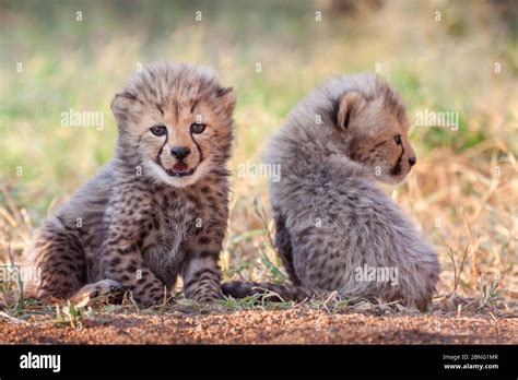 Two very small cute baby Cheetah cubs at 4 weeks old Kruger Park South ...
