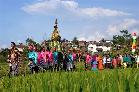 TRADISI GREBEG GULE ANTARA Foto